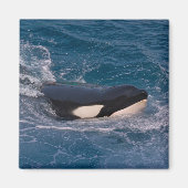 Vlekenzwembad Magneet (Voorkant)