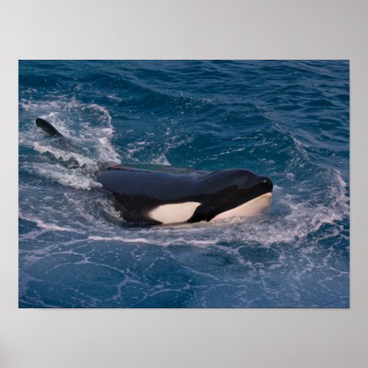 Vlekenzwembad Poster (Voorkant)