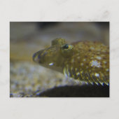 Vlekken Briefkaart (Voorkant)