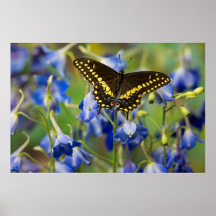 Vlekkenparelmoervlinder Euphydryas Phaeton Poster