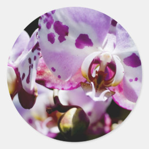 vlekkerige orchidee ronde sticker