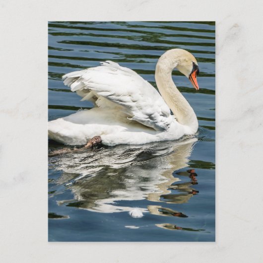 vleugels briefkaart (Voorkant)