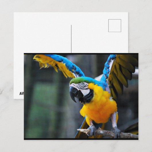 Vleugels van Goud en Saffier Briefkaart (Voorkant / Achterkant)