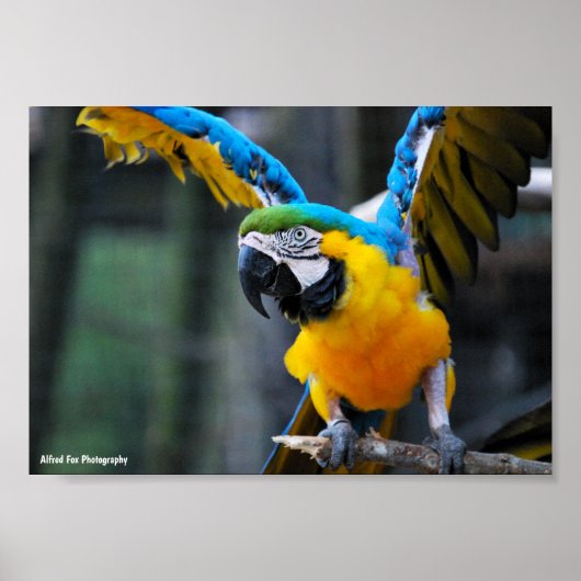 Vleugels van Goud en Saffier Poster (Voorkant)