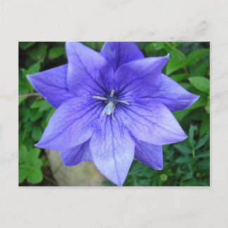 Vleurbleue Briefkaart