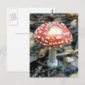 Vlieg Agarisch {Amanita muscaria} Briefkaart (Voorkant / Achterkant)