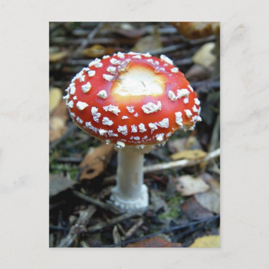 Vlieg Agarisch {Amanita muscaria} Briefkaart (Voorkant)