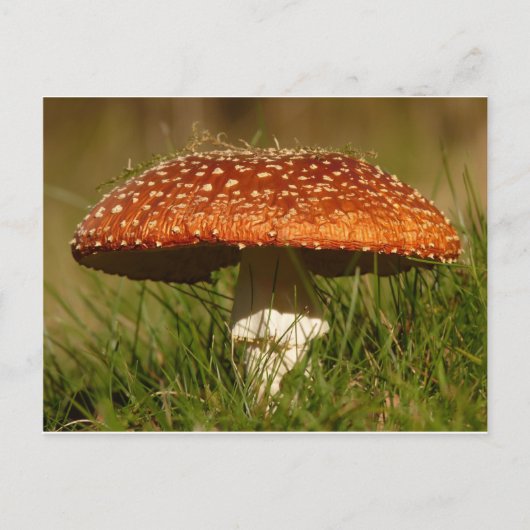 Vlieg Argarische Paddenstoel Briefkaart (Voorkant)