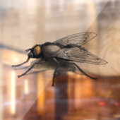 Vlieg Buddy schaduw see-thru venster cling voorkan Raamsticker (Vel 2)