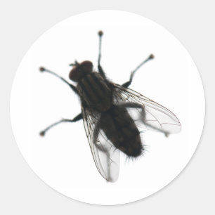 Vlieg insect ronde sticker