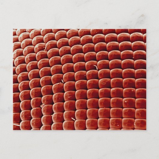 Vlieg - oog briefkaart (Voorkant)