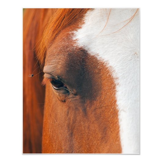 Vlieg op een paard foto afdruk (Voorkant)