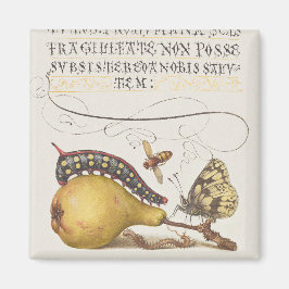 Vlieg, rups, peer en duizendpoot vanaf Mira Magneet