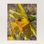 Vlieg rustend op narcis close-up foto legpuzzel (Verticaal)