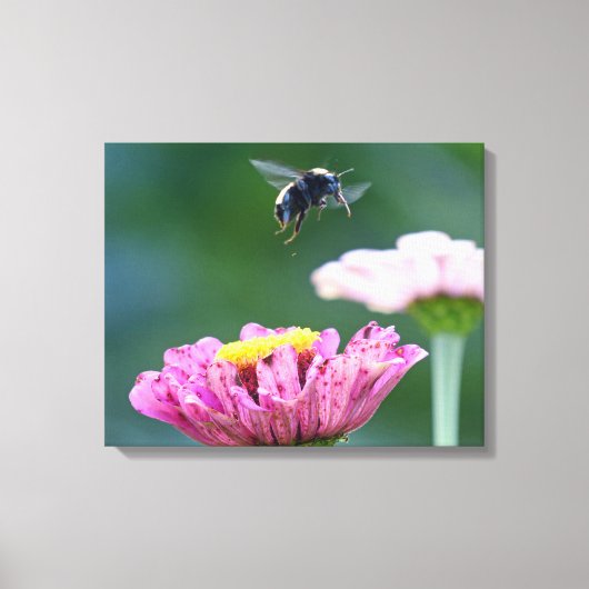Vlieg van de Bumblebee Canvas Afdruk (Voorkant)