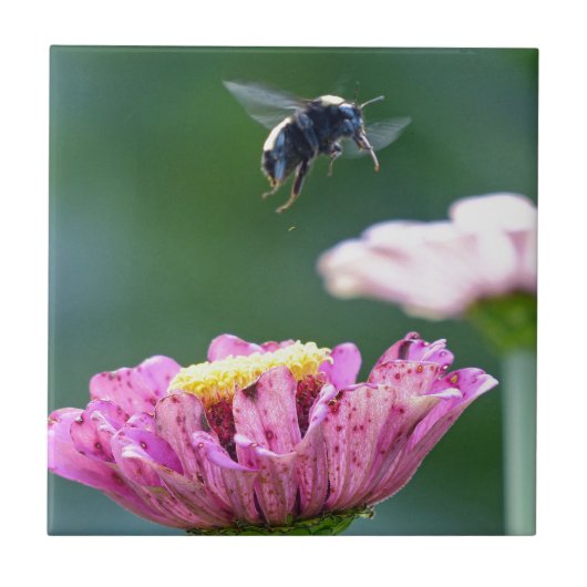 Vlieg van de Bumblebee Tegeltje (Voorkant)