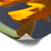 Vlieg van de Bumblecamel Poster (Hoek)