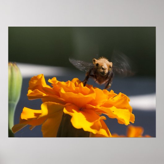 Vlieg van de Bumblecamel Poster (Voorkant)