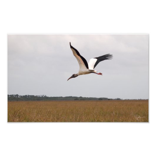 Vlieg van een Hout Stork Photo Print Wide Foto Afdruk (Voorkant)