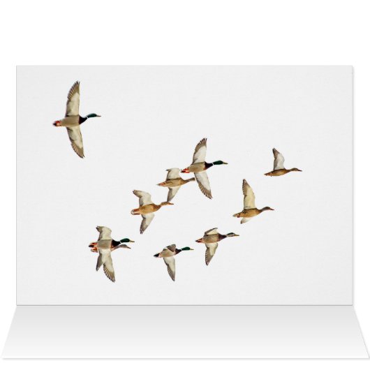 Vlieg van Mallards (Binnen Horizontaal (Boven))