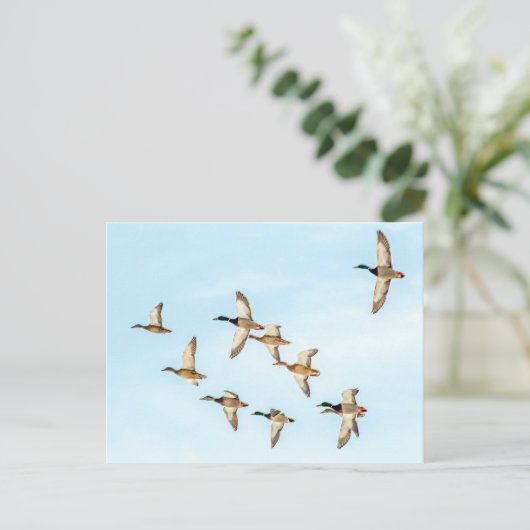 Vlieg van Mallards Briefkaart (Staand voorkant)