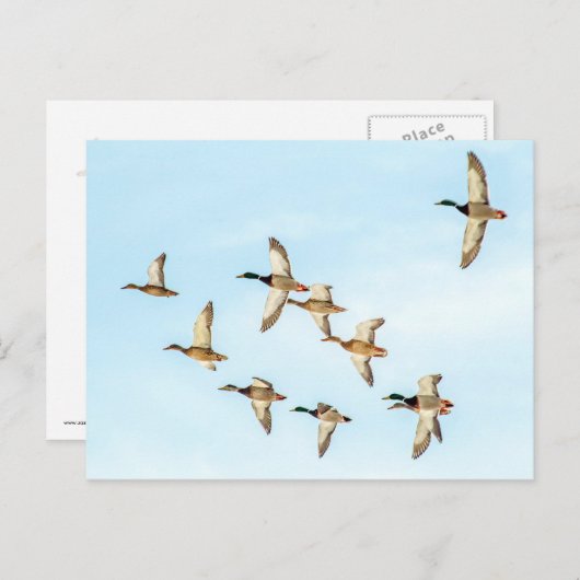Vlieg van Mallards Briefkaart (Voorkant / Achterkant)