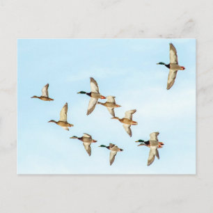 Vlieg van Mallards Briefkaart
