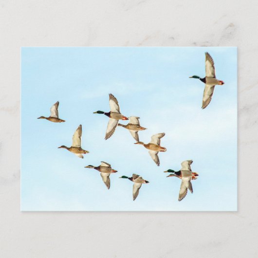 Vlieg van Mallards Briefkaart (Voorkant)