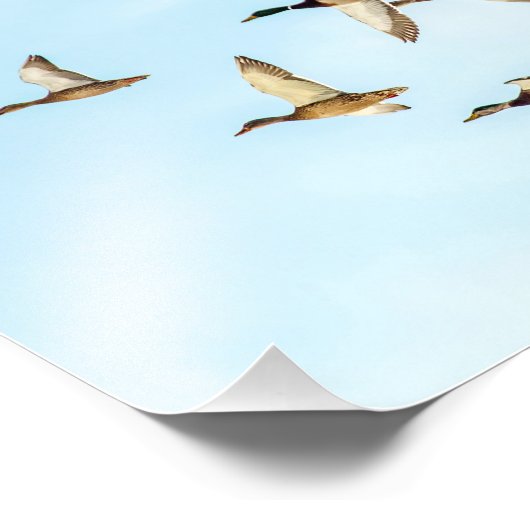 Vlieg van Mallards Foto Afdruk (Hoek)