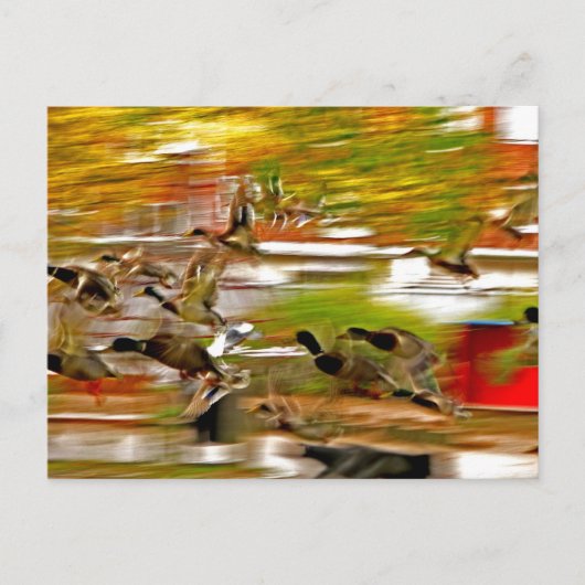 Vlieg weg briefkaart (Voorkant)