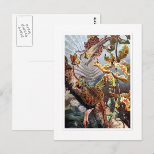 Vliegdraak Briefkaart (Voorkant / Achterkant)