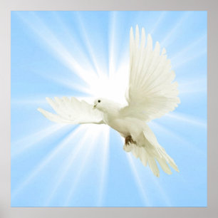 Vliegduif Poster