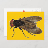 vliegen briefkaart (Voorkant / Achterkant)