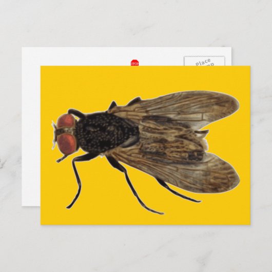 vliegen briefkaart (Voorkant / Achterkant)