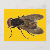 vliegen briefkaart (Voorkant)