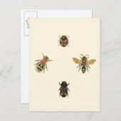 Vliegen en Beetles van Vision Studio Briefkaart (Voorkant / Achterkant)