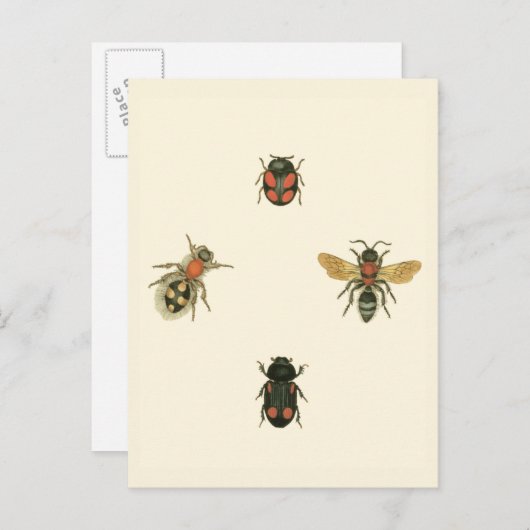 Vliegen en Beetles van Vision Studio Briefkaart (Voorkant / Achterkant)