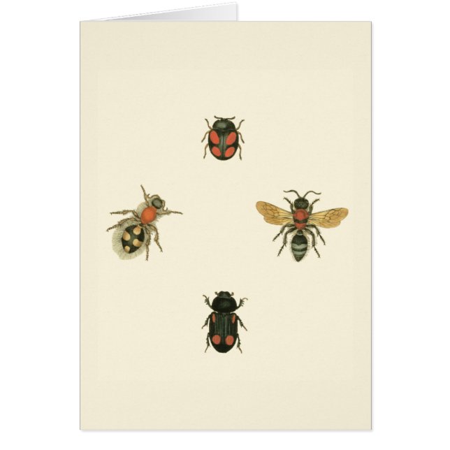 Vliegen en Beetles van Visual Studio (Voorkant)