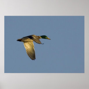 vliegen in de open lucht in poster