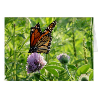 Vliegen met een gebroken vleugel, een monzikvlinde