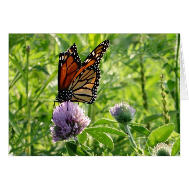 Vliegen met een gebroken vleugel, een monzikvlinde (Voorkant Horizontaal)