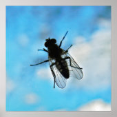 Vliegen op glas poster (Voorkant)