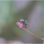 Vliegen op roze sticker (Voorkant)