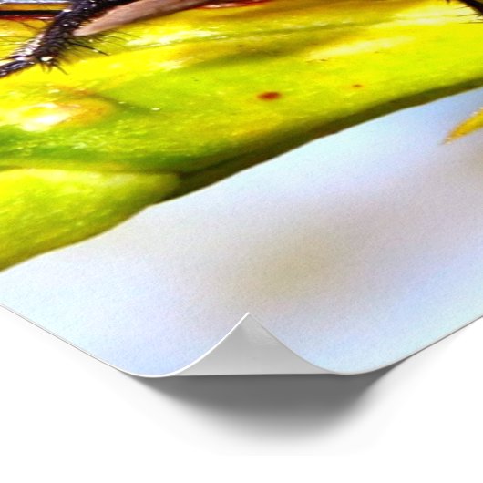 vliegen poster (Hoek)