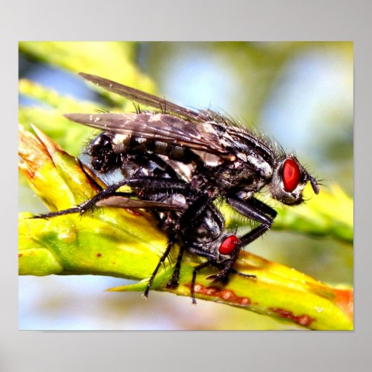 vliegen poster (Voorkant)