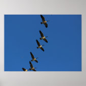 vliegen poster (Voorkant)