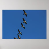 vliegen poster (Voorkant)