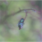 Vliegen Sticker (Voorkant)