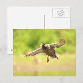 Vliegen voor briefkaart (Voorkant / Achterkant)