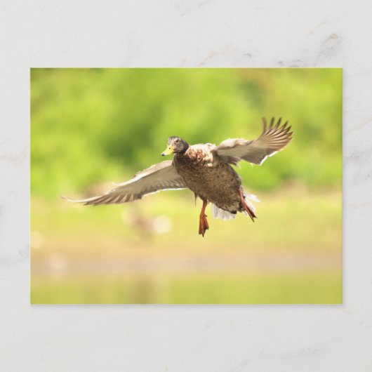 Vliegen voor briefkaart (Voorkant)